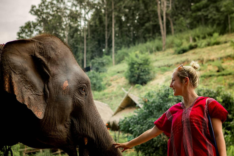 Chiang Mai : Elefantenpflege Elefanten Eco Park