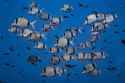 Formentera: Try Diving Experience in the Natural Park