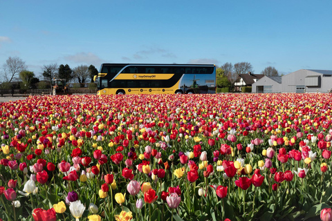 Tulip Experience and Tulip Fields Tour from Amsterdam
