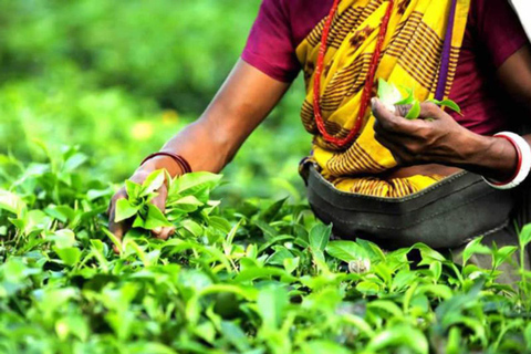 Prywatna wycieczka na południowy zachód z fabryką herbaty i degustacją herbaty