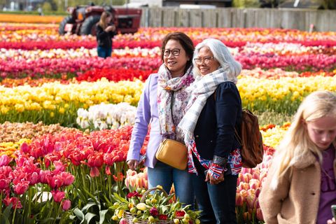 Tulip Experience and Tulip Fields Tour from Amsterdam