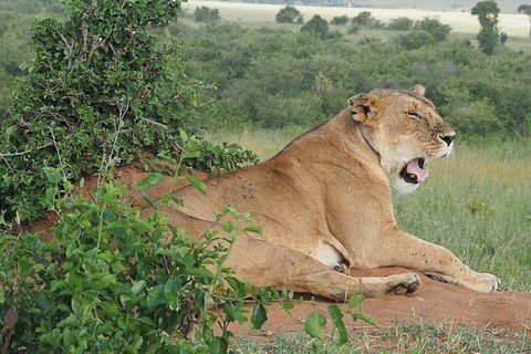 Nairobi: Amboseli National Park Guided Day Trip