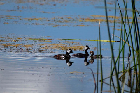 Puno: Birdwatching in the Titicaca National Reserve