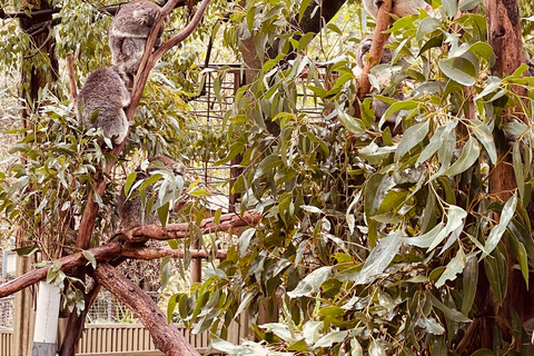 Desde Adelaida: Abraza a un Koala y Visita Histórica a Hahndorf