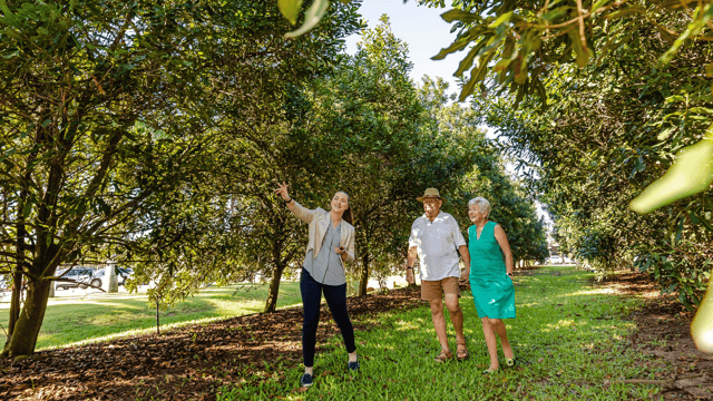 Bundaberg: Macadamia Orchard Tour