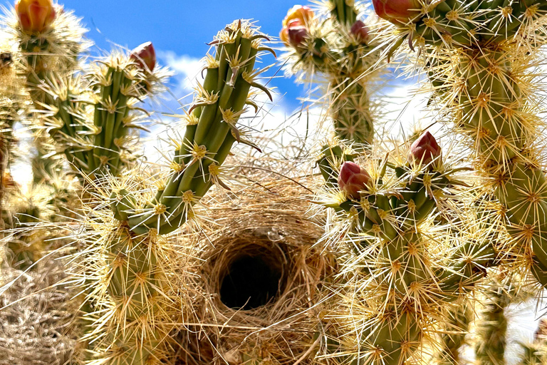Las Vegas: Small-Group Grand Canyon Skywalk, Hoover Dam Tour