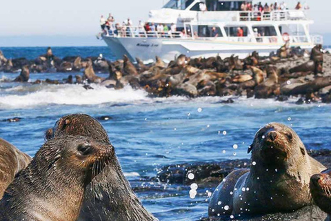Melbourne: Phillip Island Dolphin and Whale Watching Tour