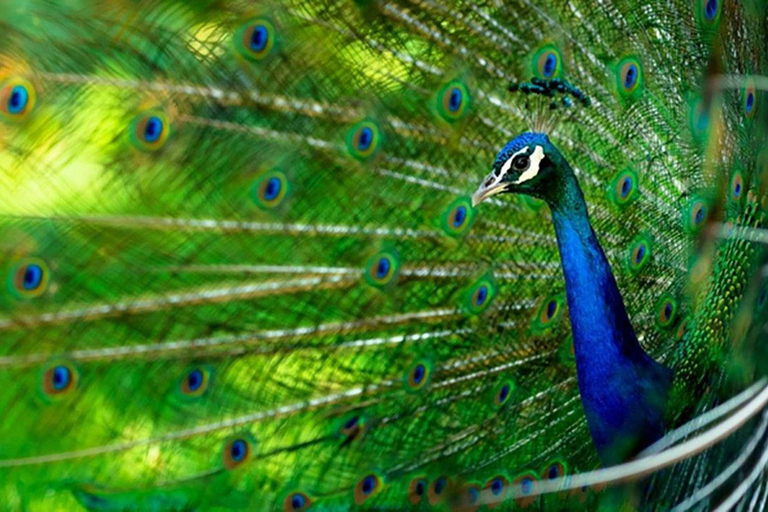 Zanzibar:Prison Island Private Tour–Meet the Giant Tortoises Prison Island & Nakupenda Sandbank Tour with Lunch