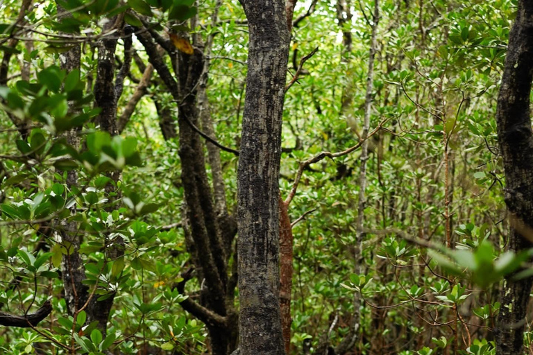 Zanzibar: Jozani Forest, Salaam & Maalum Caves and Sunset