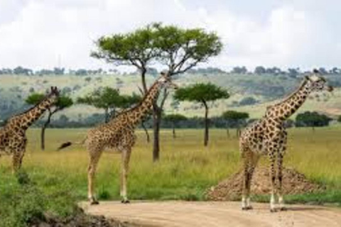 Safari de 8 días a Amboseli, Naivasha, Nakuru y Maasai Mara