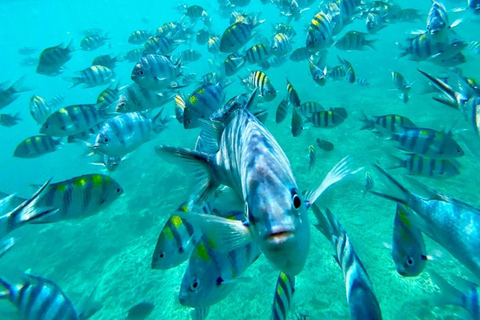 Pemba-Insel: Schnorcheln auf der Insel Misali &amp; Tour nach Chake Chake
