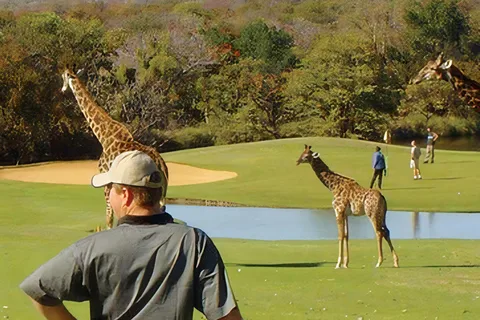 Excursão de vários dias com golfe e safari no Parque Kruger a partir de Joanesburgo