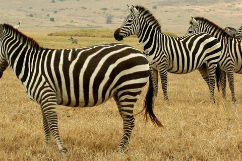 From Durban: Tala Game Reserve Half Day Safari