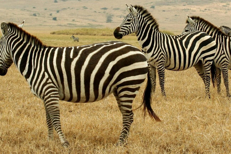 From Durban: Tala Game Reserve Half Day Safari