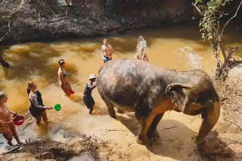 Visita ao Santuário de Elefantes do Camboja e ao Templo de Banteay Srey
