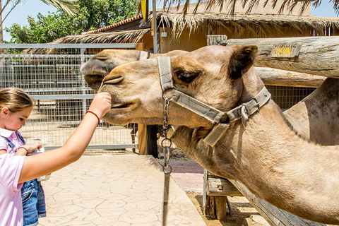 From Larnaca/Ayia Napa: Lefkara Village, Donkey & Camel Park