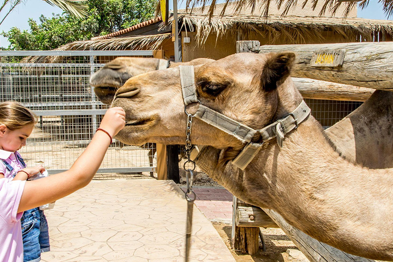 From Larnaca/Ayia Napa: Lefkara Village, Donkey & Camel Park