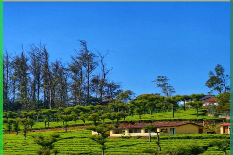 Bangalore, Mysore & Ooty Multi‑Day Tour Bangalore, Mysore & Ooty Guided Tour with 4*Star Hotel