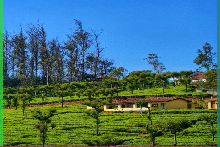Bangalore, Mysore & Ooty Multi‑Day Tour Bangalore, Mysore & Ooty Guided Tour with 4*Star Hotel