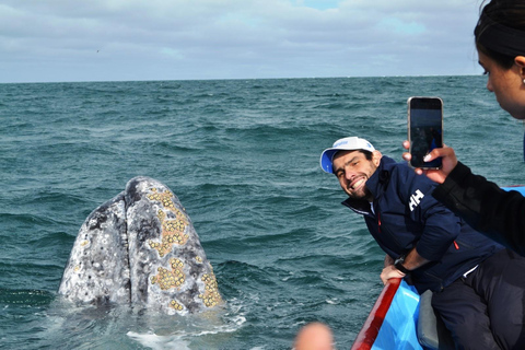 Grey Whale Watching at Mag Bay From Loreto
