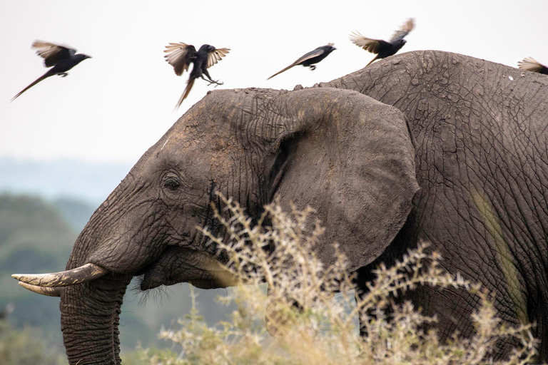 From Kampala: 6-Day Gorillas, Chimpanzees and Rwenzori Tour