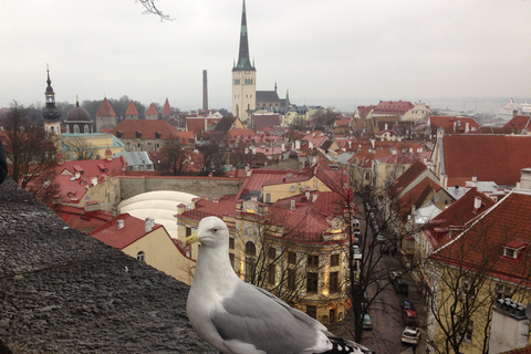 Tallinn: Old Town Evening Walking Tour with Organ Concert