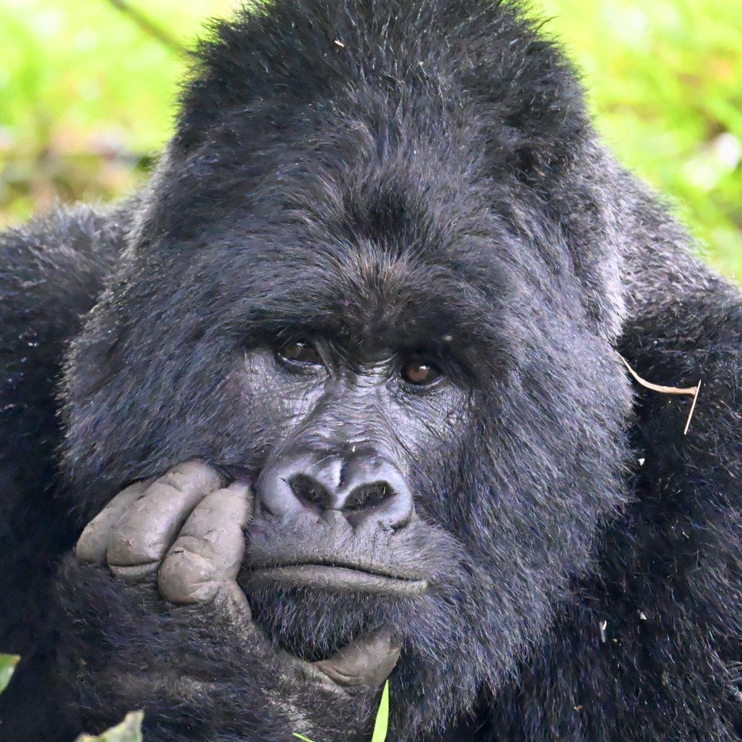 ウガンダ3日間：ブウィンディの森でゴリラトレッキング体験をお楽しみ