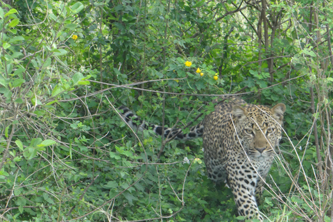 4-dagars Uganda Safari med gorillor från Kigali