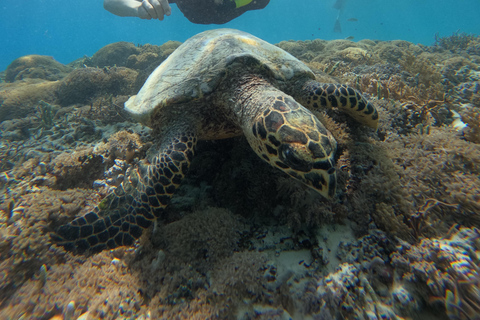 Snorkeling Trip Gili Trawangan Private Glass Bottom Boat