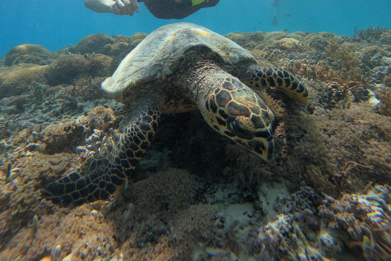 Snorkeling Trip Gili Trawangan Private Glass Bottom Boat