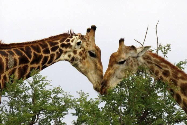 Zambia and Botswana: 5-Day Safari