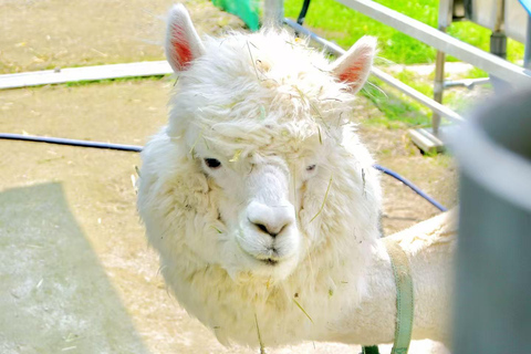 Furano & Biei Day Bus Tour | Farm Tomita + Shikisai-no-Oka Sapporo TV Tower Departure(With Lunch&Melon Buffet)
