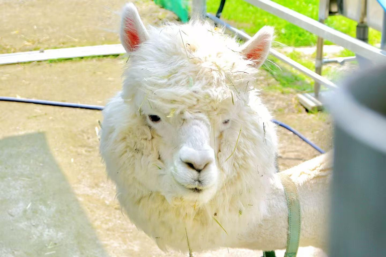 Furano & Biei Day Bus Tour | Farm Tomita + Shikisai-no-Oka Sapporo TV Tower Departure(With Lunch&Melon Buffet)