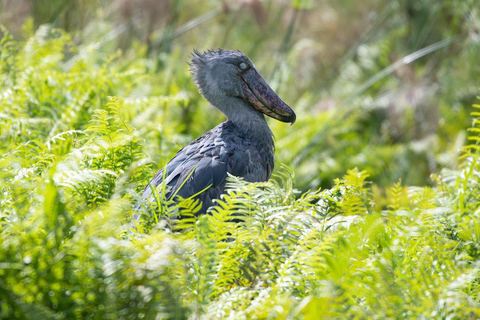 Mabamba Shoebill Full-Day Bike Tour