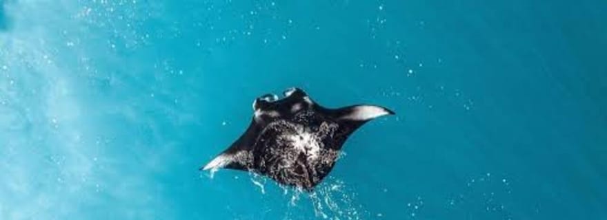 Au départ de Bali : Visite privée de Nusa Penida avec plongée en apnée et visite terrestre