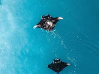 Desde Bali: Nusa Penida Excursión Privada de Snorkel y Tierra