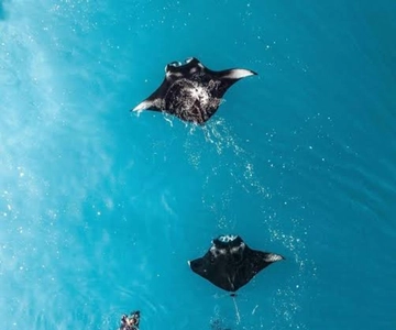 From Bali: Nusa Penida Private Snorkeling and Land Tour