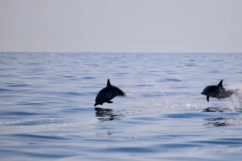 Taormina Coast Tour and Searching Dolphins
