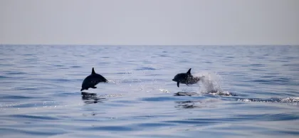 Taormina Küste Tour und Delphine suchen