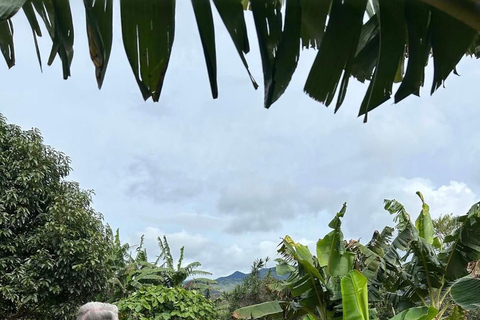 Boquete: Geisha Coffee Plantation Tour with Tasting