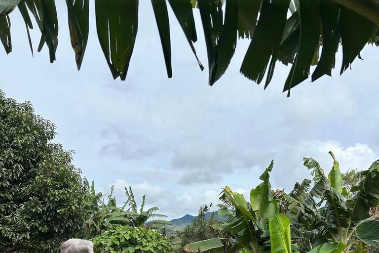 Boquete: Geisha Coffee Plantation Tour with Tasting
