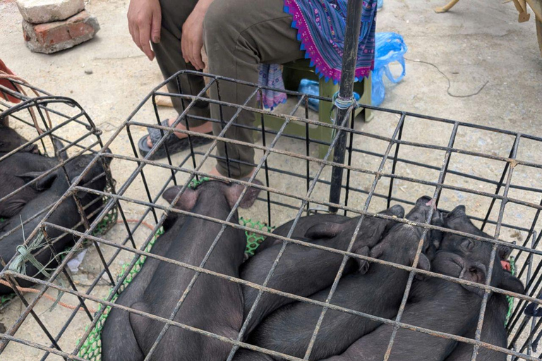 From Sapa: 1D Local Bac Ha Sunday Market Tour - Best Seller Bac Ha Market Tour with Local Lunch ( Lunch Included )
