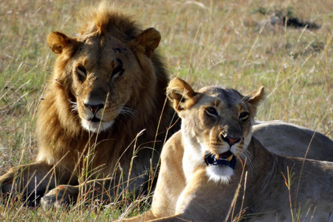 El mejor paquete de safari de 8 días por la vida salvaje de Tanzania