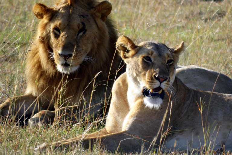 El mejor paquete de safari de 8 días por la vida salvaje de Tanzania