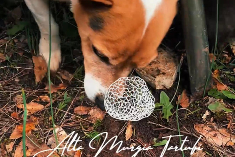 Trüffelsuche mit Verkostung in der Alta Murgia