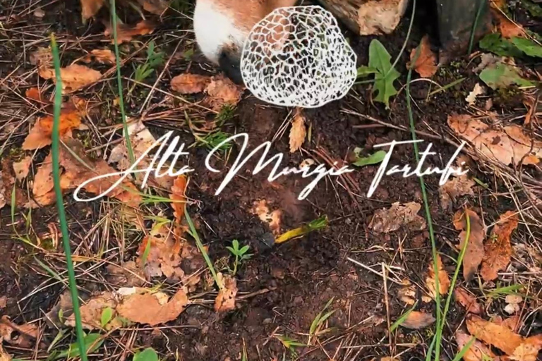 Trüffelsuche mit Verkostung in der Alta Murgia