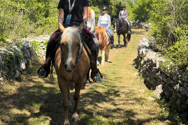 Dubrovnik: Horse Riding with local guide - beginner friendly