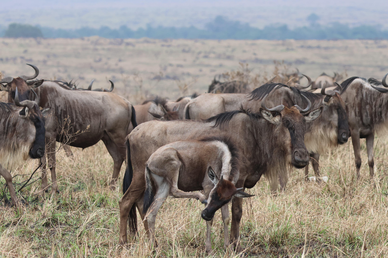 De Arusha: Visita a Tarangire, Serengeti e Lago Manyara