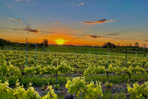 Braccobosca 酒庄之旅参观布拉科博斯卡酒庄并品尝特级葡萄酒