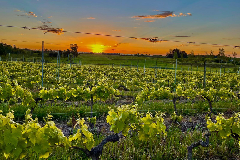 Braccobosca 酒庄之旅参观布拉科博斯卡酒庄并品尝特级葡萄酒